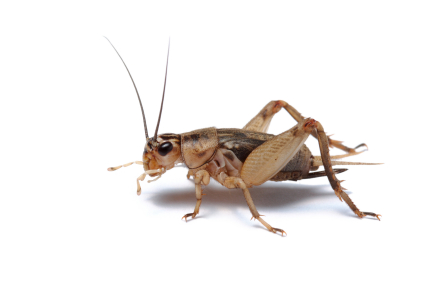 Crickets For Sale